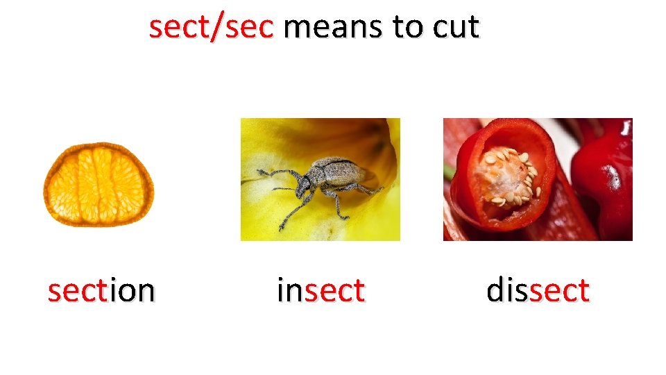 sect/sec means to cut section insect dissect 