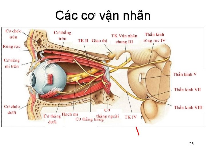 Các cơ vận nhãn 23 