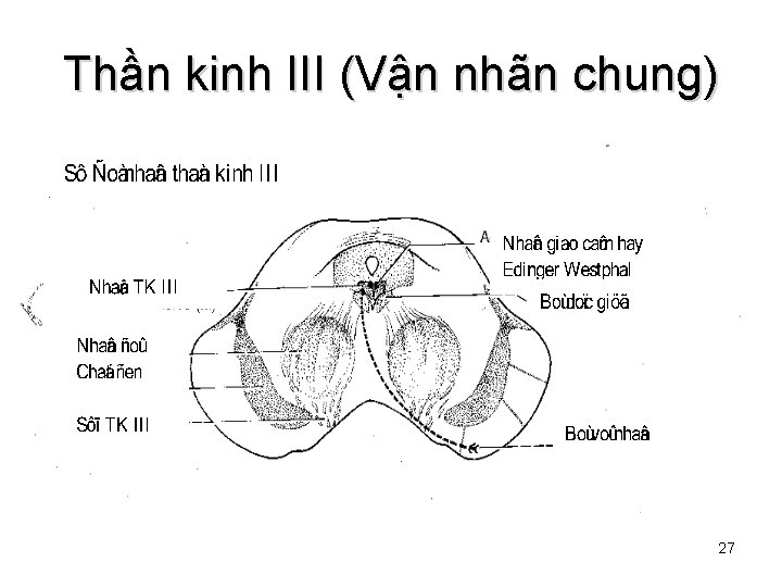 Thần kinh III (Vận nhãn chung) 27 