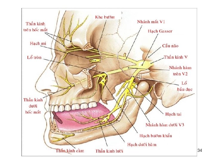 Thần kinh tam thoa (V) 34 