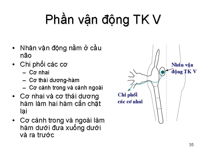 Phần vận động TK V • Nhân vận động nằm ở cầu não •