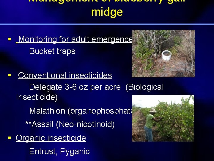 Management of blueberry gall midge § Monitoring for adult emergence Bucket traps § Conventional