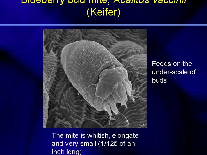 Blueberry bud mite, Acalitus vaccinii (Keifer) Feeds on the under-scale of buds The mite