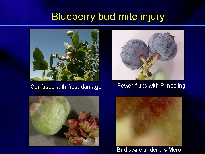 Blueberry bud mite injury Confused with frost damage Fewer fruits with Pimpeling Bud scale