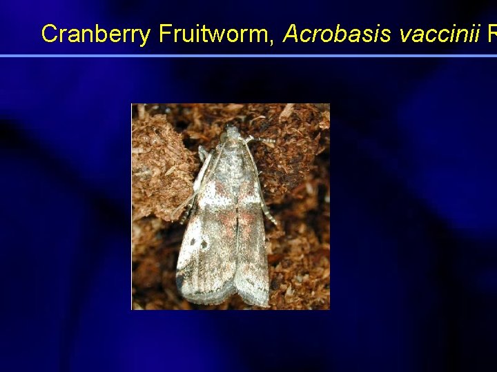 Cranberry Fruitworm, Acrobasis vaccinii R 