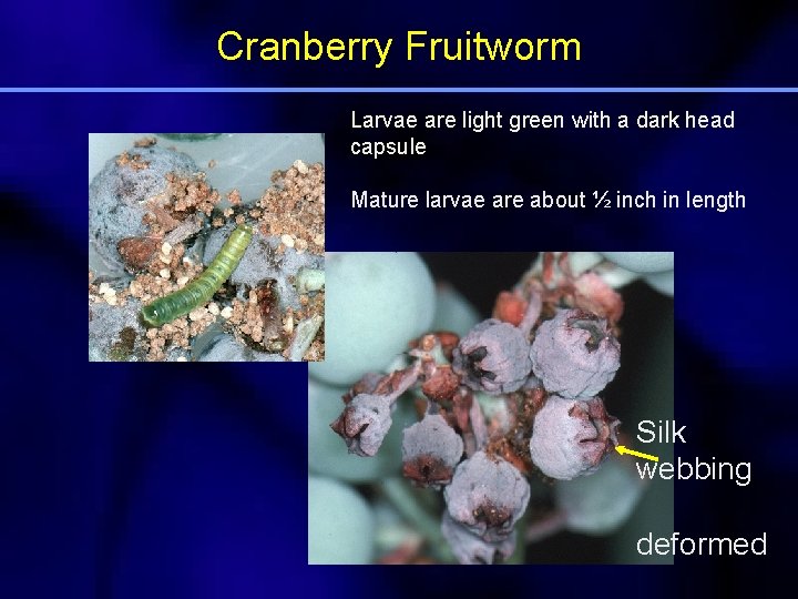 Cranberry Fruitworm Larvae are light green with a dark head capsule Mature larvae are