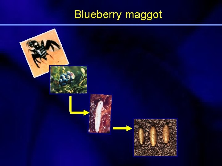 Blueberry maggot 