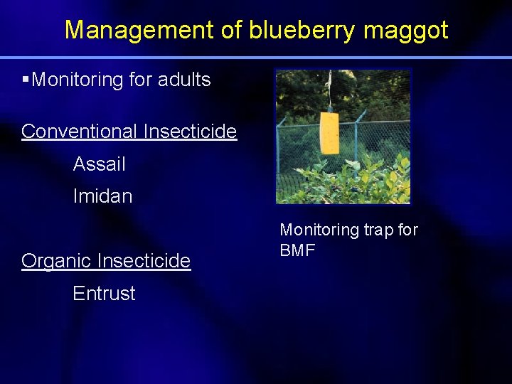 Management of blueberry maggot §Monitoring for adults Conventional Insecticide Assail Imidan Organic Insecticide Entrust