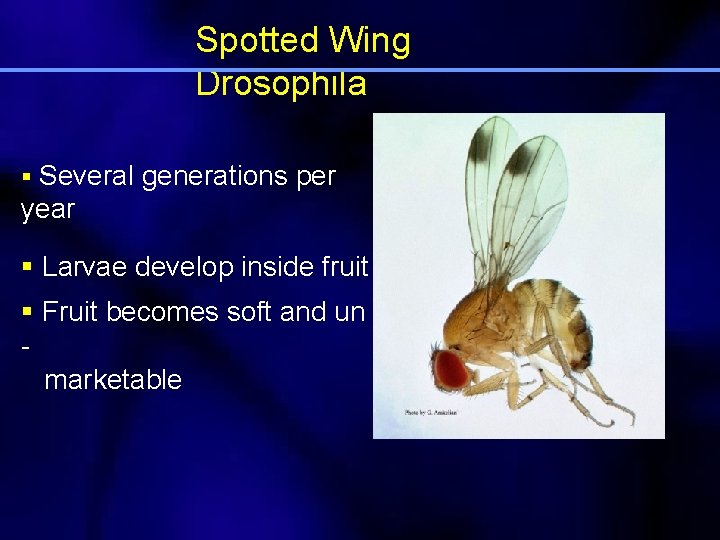 Spotted Wing Drosophila § Several generations per year § Larvae develop inside fruit §