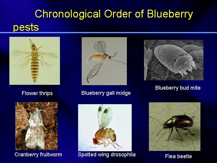 Chronological Order of Blueberry pests Flower thrips Blueberry gall midge Cranberry fruitworm Spotted wing