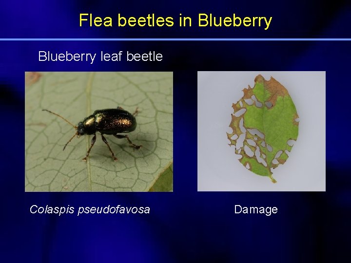 Flea beetles in Blueberry leaf beetle Colaspis pseudofavosa Damage 