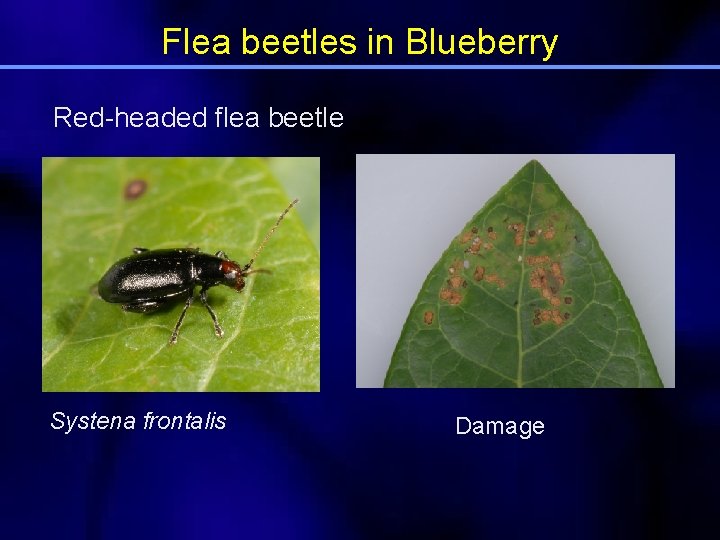 Flea beetles in Blueberry Red-headed flea beetle Systena frontalis Damage 