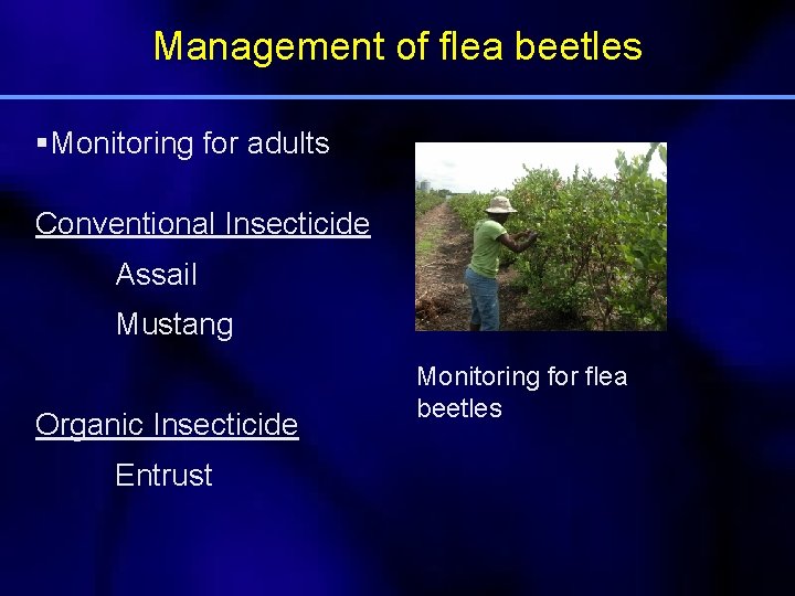 Management of flea beetles §Monitoring for adults Conventional Insecticide Assail Mustang Organic Insecticide Entrust