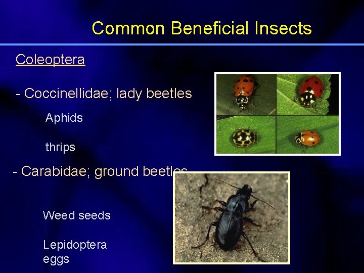 Common Beneficial Insects Coleoptera - Coccinellidae; lady beetles Aphids thrips - Carabidae; ground beetles