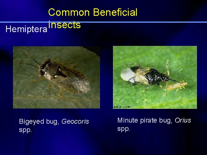 Common Beneficial Hemiptera Insects Bigeyed bug, Geocoris spp. Minute pirate bug, Orius spp. 