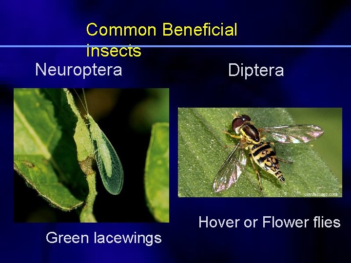 Common Beneficial Insects Neuroptera Diptera Green lacewings Hover or Flower flies 