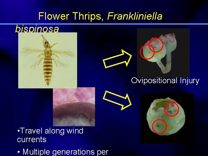 Flower Thrips, Frankliniella bispinosa Ovipositional Injury • Travel along wind currents • Multiple generations
