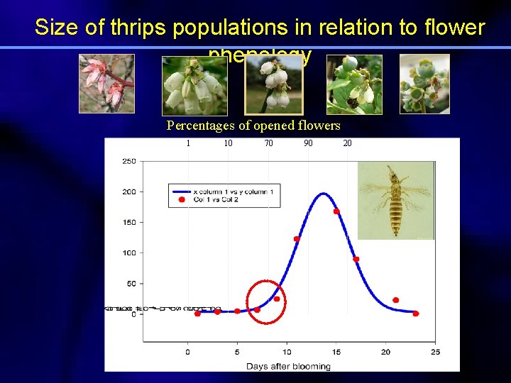 Size of thrips populations in relation to flower phenology Percentages of opened flowers 1