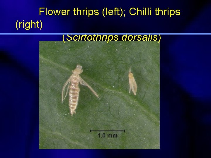 Flower thrips (left); Chilli thrips (right) (Scirtothrips dorsalis) 