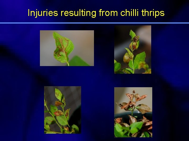 Injuries resulting from chilli thrips 