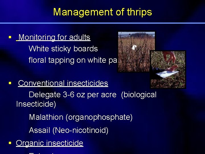 Management of thrips § Monitoring for adults White sticky boards floral tapping on white