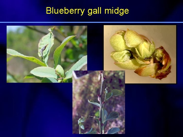 Blueberry gall midge 