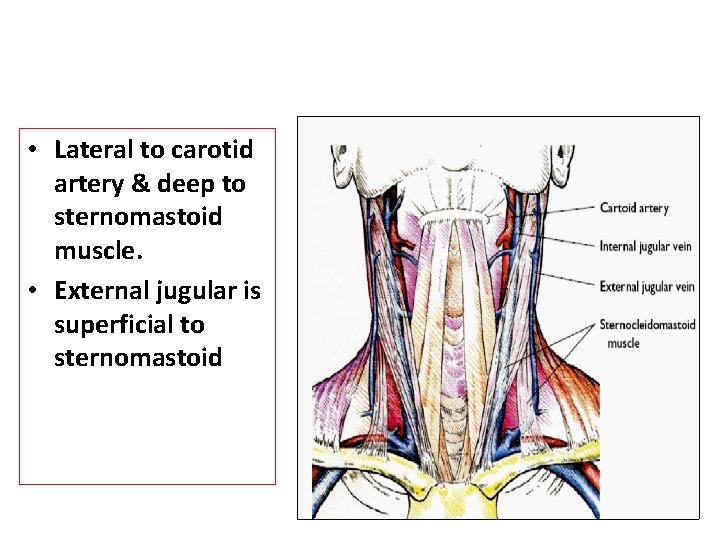  • Lateral to carotid artery & deep to sternomastoid muscle. • External jugular