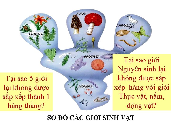 Tại sao 5 giới lại không được sắp xếp thành 1 hàng thẳng? Tại