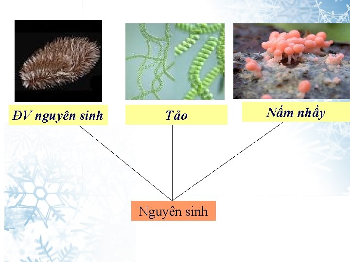 ĐV nguyên sinh Tảo Nguyên sinh Nấm nhầy 