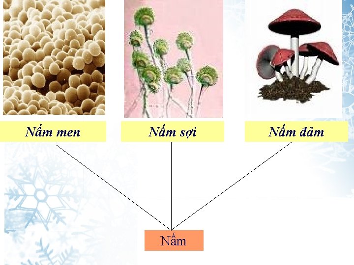 Nấm men Nấm sợi Nấm đảm 