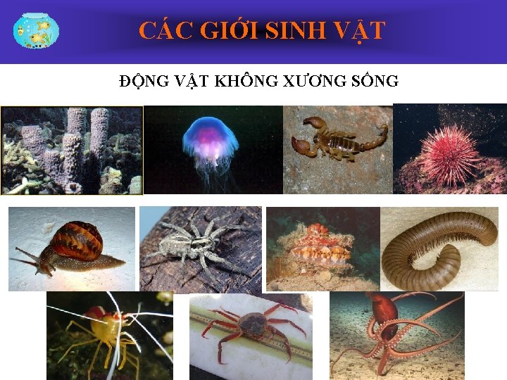 CÁC GIỚI SINH VẬT ĐỘNG VẬT KHÔNG XƯƠNG SỐNG 