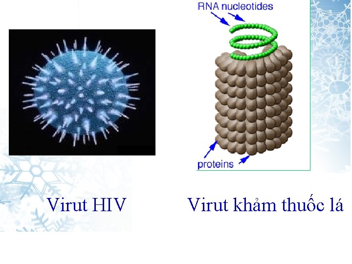Virut HIV Virut khảm thuốc lá 