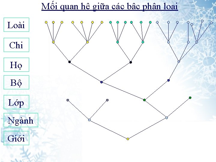 Mối quan hệ giữa các bậc phân loại Loài Chi Họ Bộ Lớp Ngành