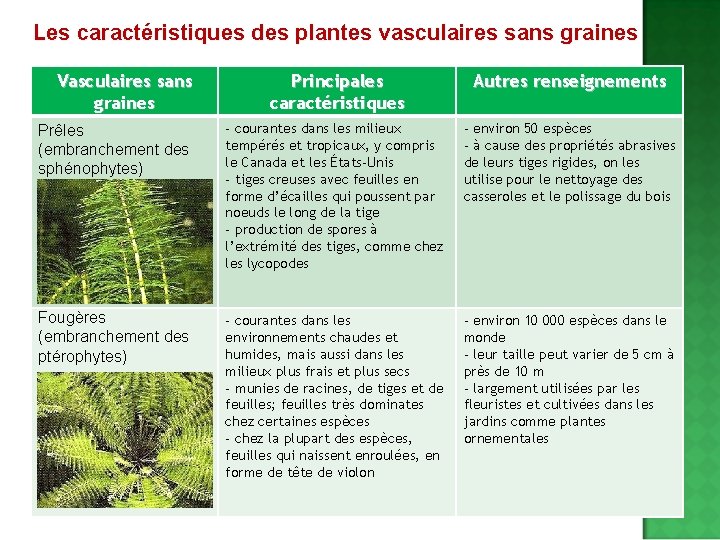 Les caractéristiques des plantes vasculaires sans graines Vasculaires sans graines Principales caractéristiques Autres renseignements