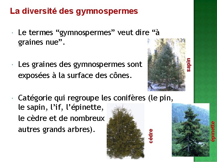 La diversité des gymnospermes Le termes “gymnospermes” veut dire “à graines nue”. Les graines