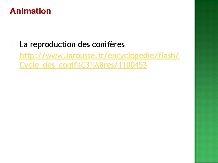 Animation La reproduction des conifères http: //www. larousse. fr/encyclopedie/flash/ Cycle_des_conif%C 3%A 8 res/1100453 