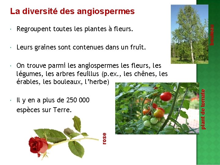 Regroupent toutes les plantes à fleurs. Leurs graines sont contenues dans un fruit. On