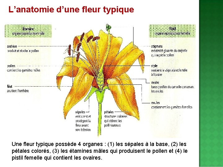 L’anatomie d’une fleur typique Une fleur typique possède 4 organes : (1) les sépales