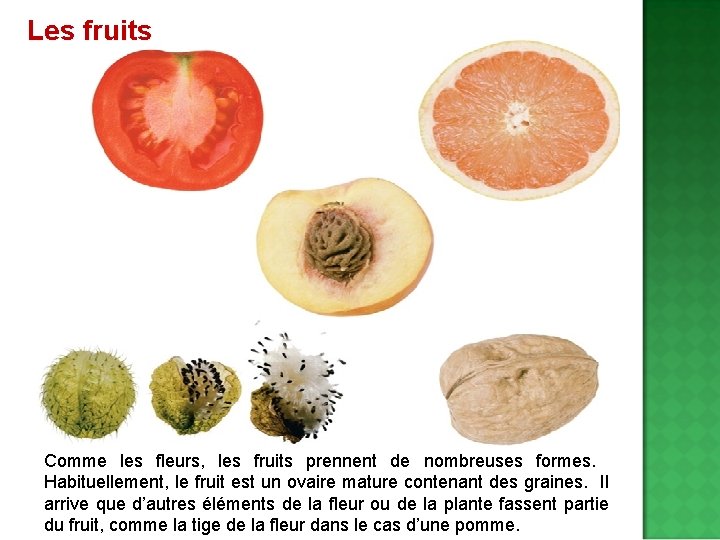 Les fruits Comme les fleurs, les fruits prennent de nombreuses formes. Habituellement, le fruit