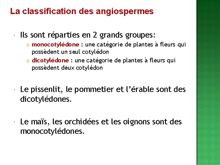 La classification des angiospermes Ils sont réparties en 2 grands groupes: monocotylédone : une