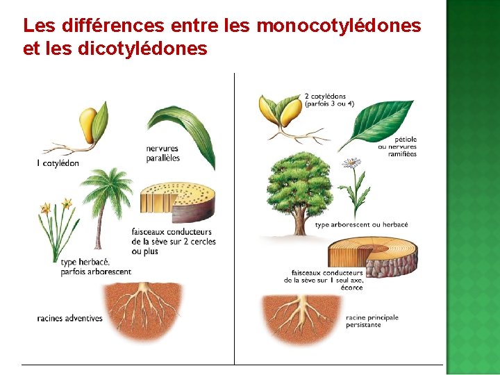 Les différences entre les monocotylédones et les dicotylédones 