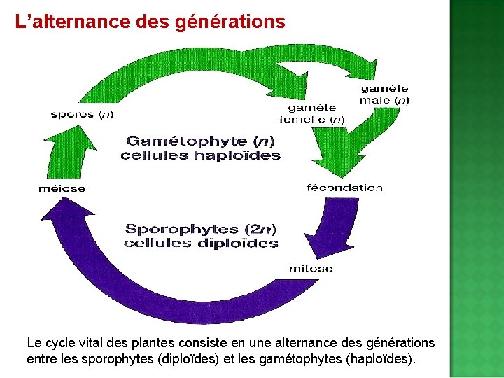 L’alternance des générations Le cycle vital des plantes consiste en une alternance des générations