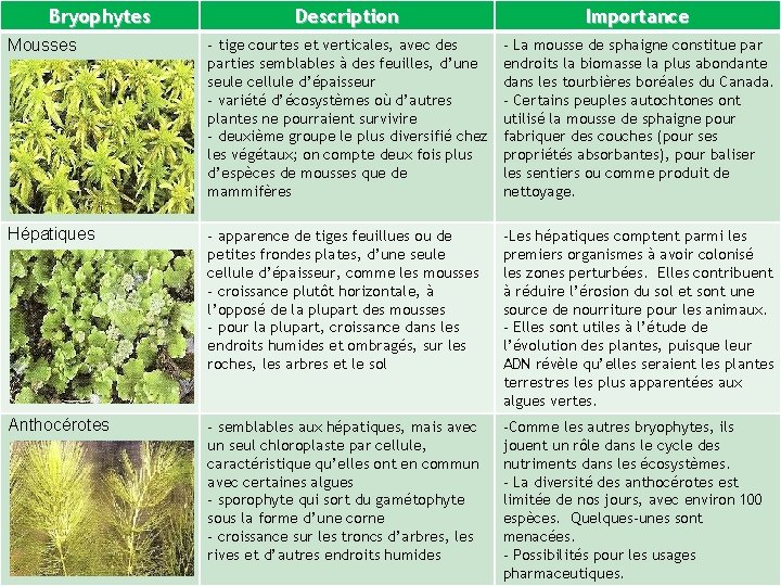 Bryophytes Description Importance Mousses - tige courtes et verticales, avec des parties semblables à