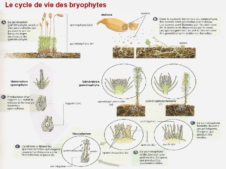 Le cycle de vie des bryophytes 