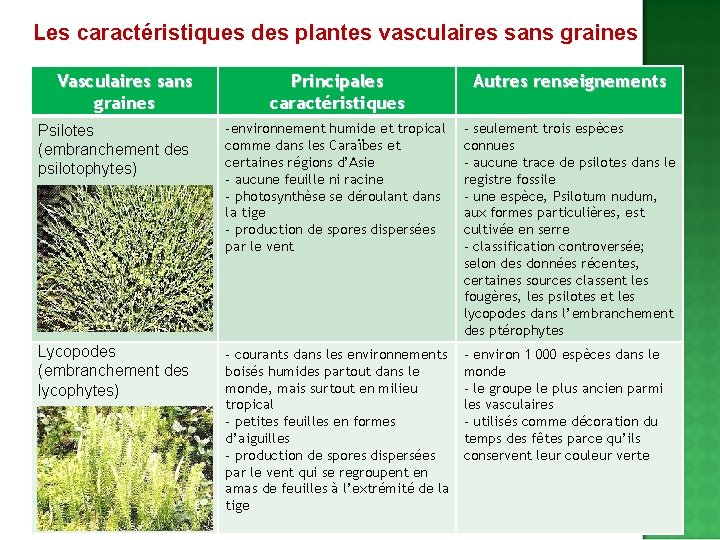 Les caractéristiques des plantes vasculaires sans graines Vasculaires sans graines Principales caractéristiques Autres renseignements