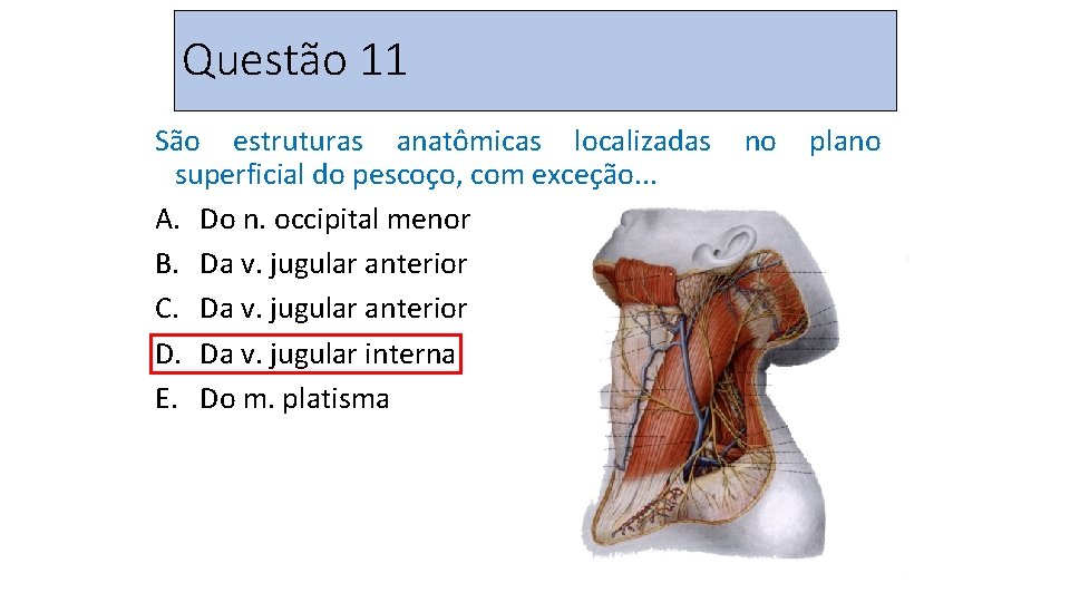 Questão 11 São estruturas anatômicas localizadas superficial do pescoço, com exceção. . . A.