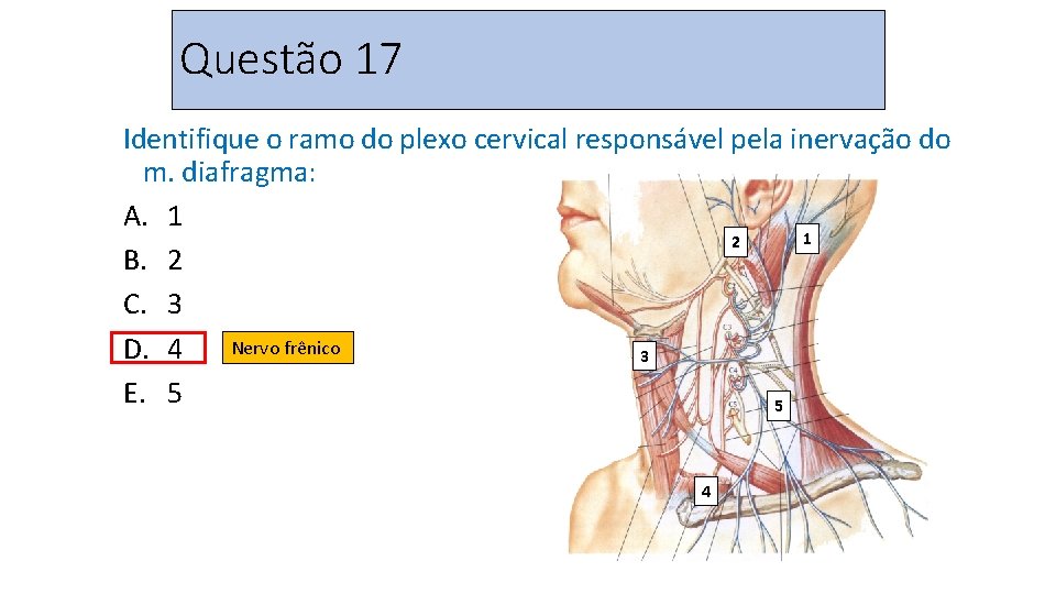 Questão 17 Identifique o ramo do plexo cervical responsável pela inervação do m. diafragma: