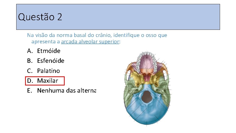 Questão 2 Na visão da norma basal do crânio, identifique o osso que apresenta