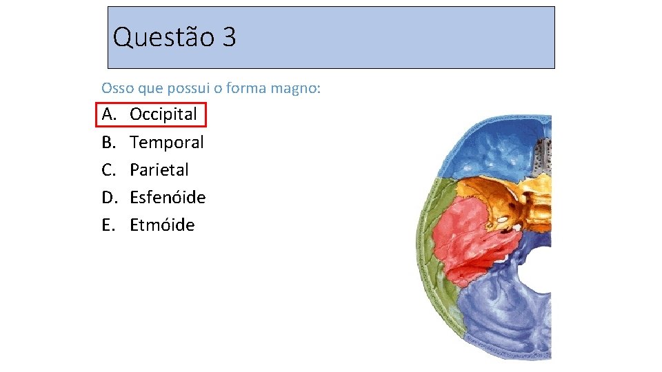 Questão 3 Osso que possui o forma magno: A. B. C. D. E. Occipital