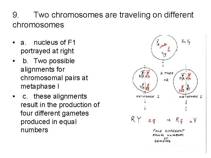 9. Two chromosomes are traveling on different chromosomes • a. nucleus of F 1